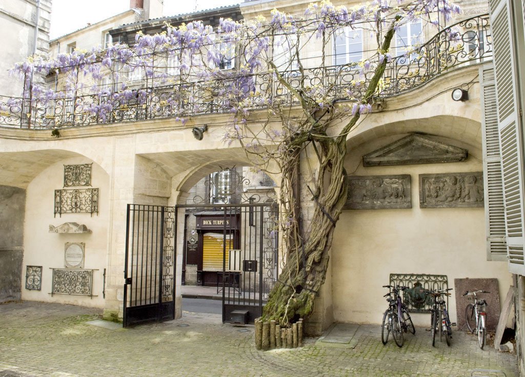 La glycine de la rue du Loup, à Bordeaux.